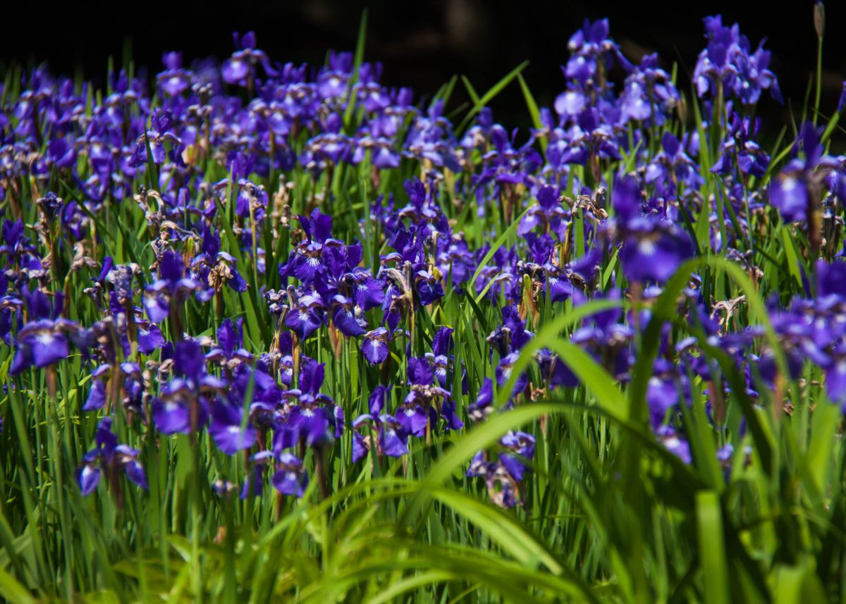 Purple Irises