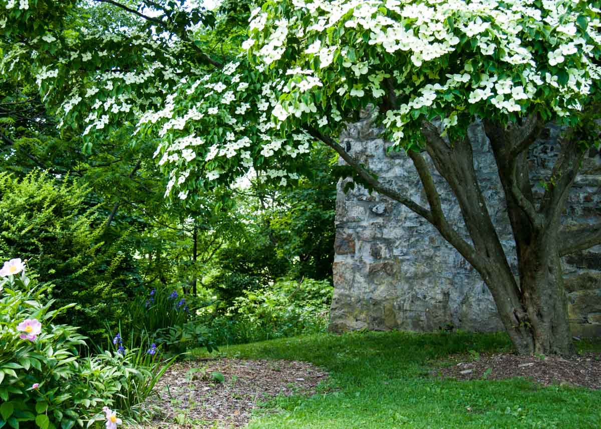 water cistern and rose bushes