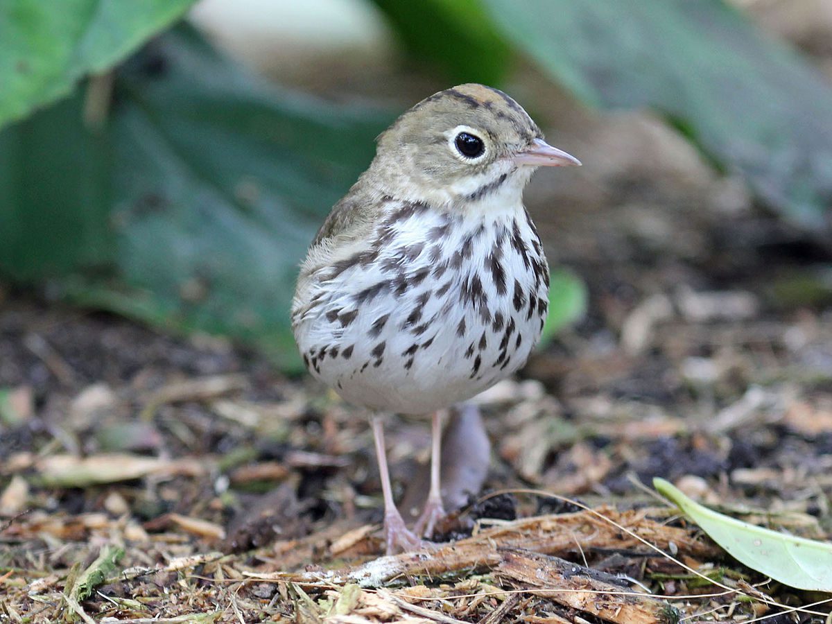 photo of the bird Ovenbird