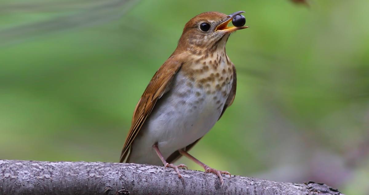 photo of the veery bird