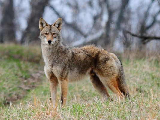 coyote in the woods