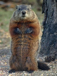 brown woodchuck