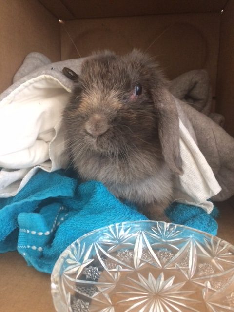 grey bunny in blankets and box